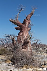 Dépression saline de Sua - Botswana