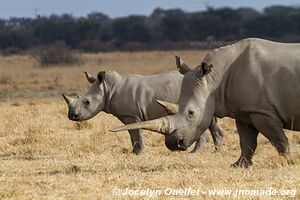 Sanctuaire pour rhinos de Khama - Botswana