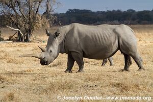 Sanctuaire pour rhinos de Khama - Botswana