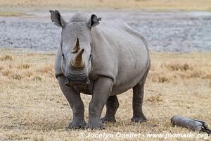 Sanctuaire pour rhinos de Khama - Botswana