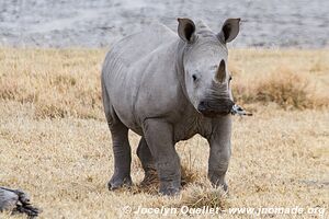 Sanctuaire pour rhinos de Khama - Botswana