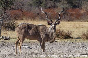 Sanctuaire pour rhinos de Khama - Botswana