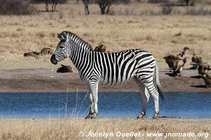 Sanctuaire pour rhinos de Khama - Botswana