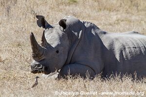 Sanctuaire pour rhinos de Khama - Botswana