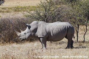 Khama Rhino Sanctuary - Botswana