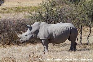 Sanctuaire pour rhinos de Khama - Botswana