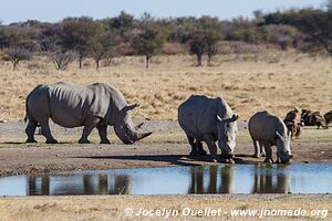 Sanctuaire pour rhinos de Khama - Botswana