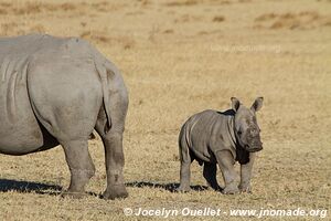 Sanctuaire pour rhinos de Khama - Botswana