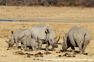 Sanctuaire pour rhinos de Khama - Botswana