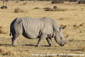 Sanctuaire pour rhinos de Khama - Botswana