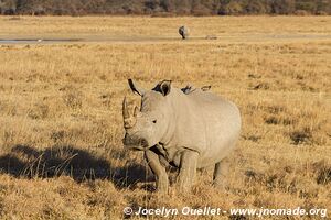 Sanctuaire pour rhinos de Khama - Botswana