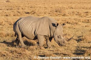 Khama Rhino Sanctuary - Botswana