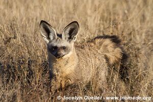 Réserve faunique du Central Kalahari - Botswana