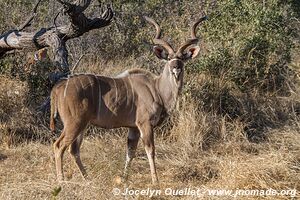 Parc national de Makgadikgadi - Botswana