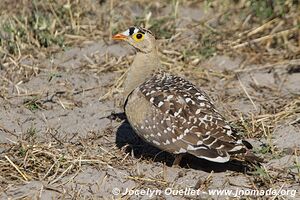 Parc national de Makgadikgadi - Botswana