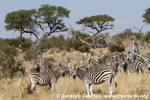 Parc national de Makgadikgadi - Botswana