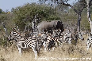 Parc national de Makgadikgadi - Botswana