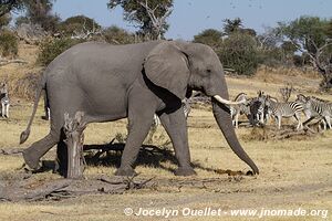 Makgadikgadi National Park - Botswana