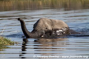 Parc national de Makgadikgadi - Botswana