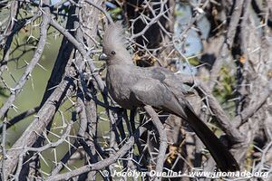 Makgadikgadi National Park - Botswana