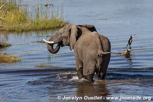 Parc national de Makgadikgadi - Botswana