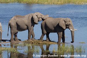 Parc national de Makgadikgadi - Botswana