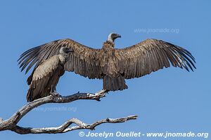 Parc national de Makgadikgadi - Botswana