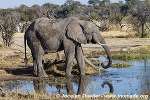 Parc national de Makgadikgadi - Botswana