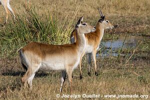 Moremi Game Reserve - Botswana