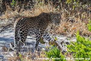 Réserve faunique de Moremi - Botswana