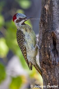 Réserve faunique de Moremi - Botswana