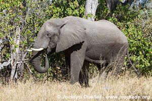 Réserve faunique de Moremi - Botswana