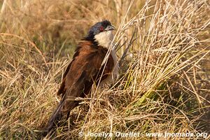 Réserve faunique de Moremi - Botswana