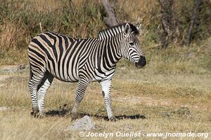 Moremi Game Reserve - Botswana