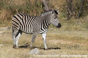 Réserve faunique de Moremi - Botswana