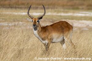 Réserve faunique de Moremi - Botswana