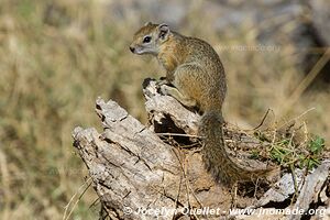 Réserve faunique de Moremi - Botswana