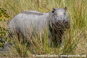 Moremi Game Reserve - Botswana