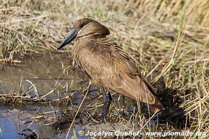 Réserve faunique de Moremi - Botswana