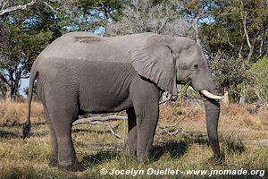 Réserve faunique de Moremi - Botswana