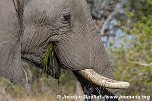 Réserve faunique de Moremi - Botswana