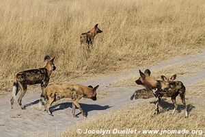 Réserve faunique de Moremi - Botswana