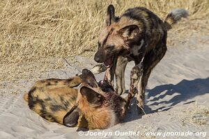 Moremi Game Reserve - Botswana