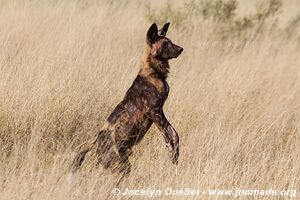 Moremi Game Reserve - Botswana