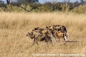 Réserve faunique de Moremi - Botswana