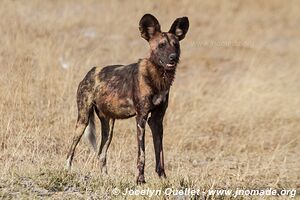 Réserve faunique de Moremi - Botswana