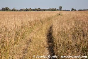 Moremi Game Reserve - Botswana