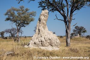 Réserve faunique de Moremi - Botswana