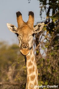 Réserve faunique de Moremi - Botswana