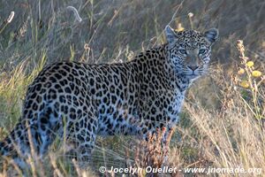 Savuti - Parc national de Chobe - Botswana